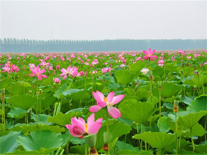 枣庄红色教育二日课程:抱犊崮115师革命根据地+微山湖 枣庄红色教育二日课程:抱犊崮115师革命根据地+微山湖